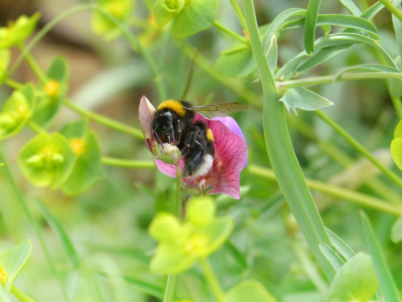 Lathyrus plant - klimplanten -bijenplanten - kleurrijke bloemen - verzorging - kleine tuin - ontwerp inrichting